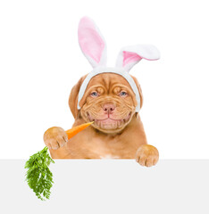 Smiling puppy wearing easter rabbits ears looks above empty white banner and eats carrot. Isolated on white background