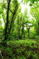 Fototapeta na wymiar fresh fern in spring forest