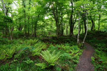 fresh fern in spring forest