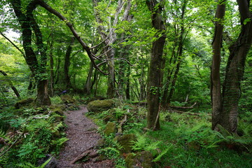 Fototapeta na wymiar fine spring path through mossy rocks and trees