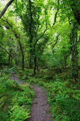 Fototapeta na wymiar fine spring path through mossy rocks and trees