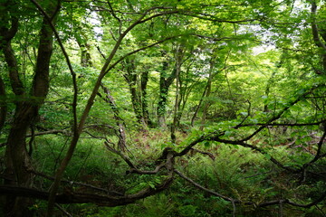 thick wild forest in spring
