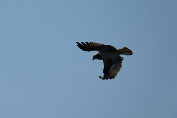 osprey is hunting a fish