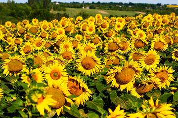 Field with big beautiful yellow sunflowers. summer weather. - 547334194
