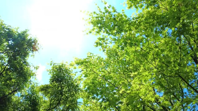 美しい楓の新緑から射し込む木漏れ日の下を歩きながら主観ショット  4K  2022年5月2日 島根県由志園にて撮影