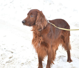 Dog breed Irish Red setter