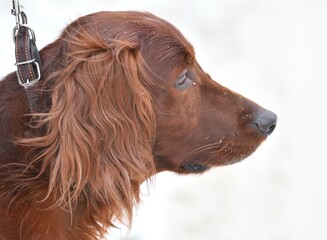 Dog breed Irish Red setter