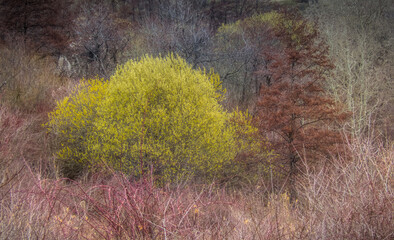 Early spring colors of trees and bushes