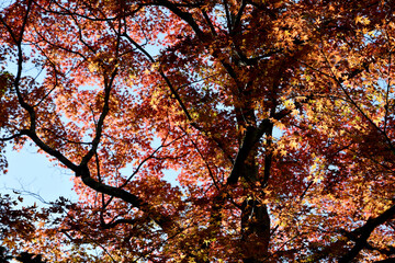 京都 大河内山荘庭園の紅葉