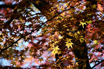 京都 大河内山荘庭園の紅葉