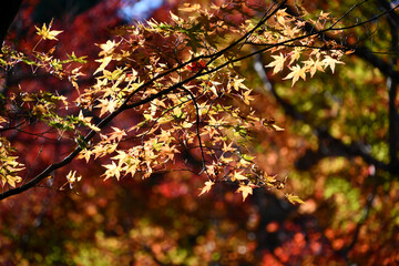 京都 大河内山荘庭園の紅葉