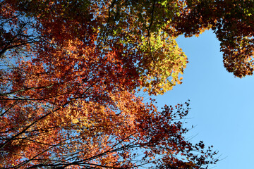 京都 大河内山荘庭園の紅葉