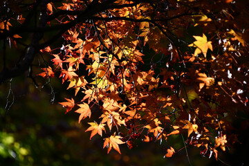 京都 大河内山荘庭園の紅葉