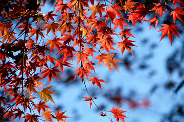 京都 大河内山荘庭園の紅葉