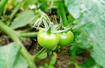 green tomato on vine