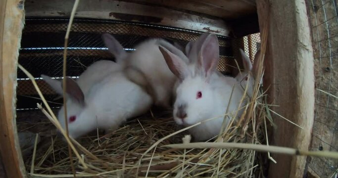 Rabbits in a cage.Domestic rabbits. home farm.