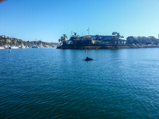 Dolphin In Harbor