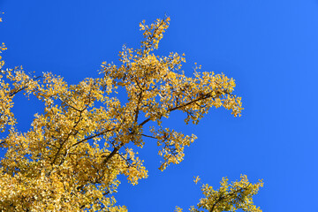 Fototapeta premium 青空と銀杏の木