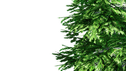 Christmas Tree Branches Isolated on PNGs transparent background	