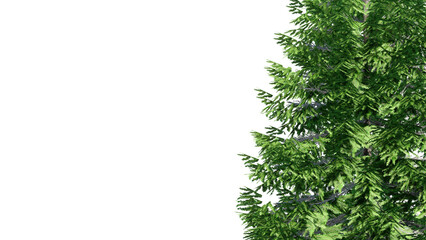 christmas tree branches Isolated on PNGs transparent background
