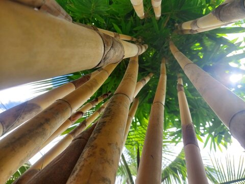 Yellow Bamboo Tree (Bambusa vulgaris)