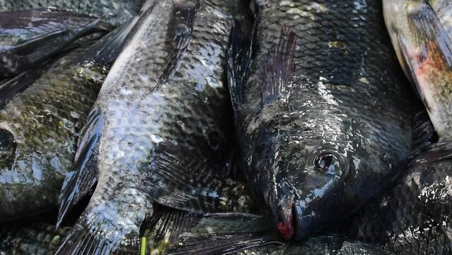 Live Caught Tilapia Fish. Fresh Tilapia Fishing In India. Fresh Street Food