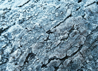 Winter is coming - the first frost has covered the bark of the tree. The bark of the tree is...