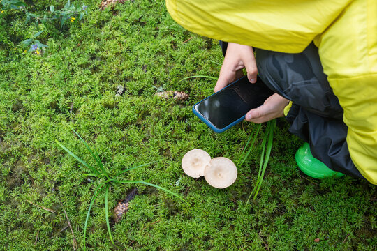 Mobile photography - taking picture using smart phone. Little boy exploring mushrooms in forest. Family leisure with kids in the nature.