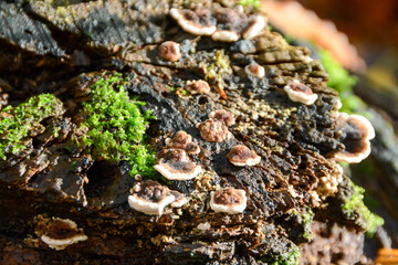 macro of fungi, moss and mushrooms growing on dead wood