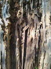Close up of a dead tree rotting from the inside. Tunneling produced in the base of a recently transplanted Autumn white ash by the ash borer.