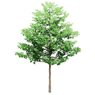3D Green Trees Isolated on PNGs transparent background , Use for visualization in architectural design or garden decorate	
