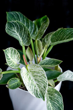 Philodendron Birkin, a tropical houseplant with green leaves variegated with white stripes