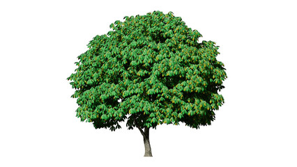 High Quality 3D Green Trees Isolated on PNGs transparent background , Use for visualization in architectural design or garden decorate