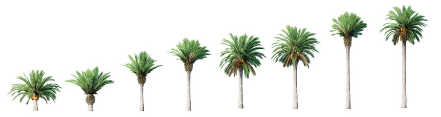 Beautiful 3D Collection Growth of canary palm Trees Isolated on PNGs transparent background , Use for visualization in architectural design or garden - obrazy, fototapety, plakaty