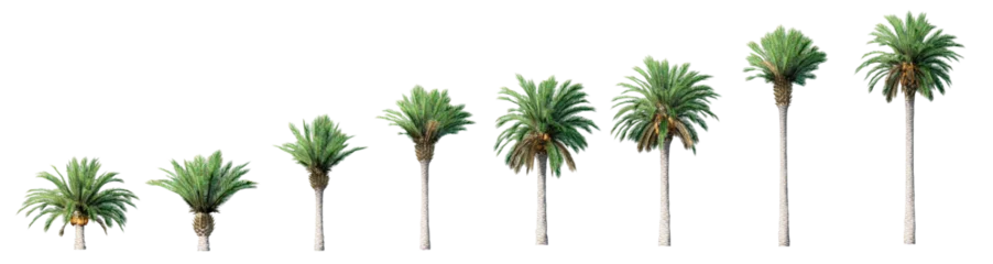 Poster Beautiful 3D Collection Growth of canary palm Trees Isolated on PNGs transparent background , Use for visualization in architectural design or garden © Keyframe's