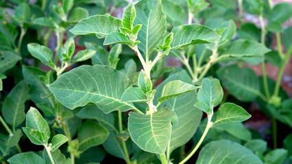 Withania somnifera plant known as Ashwagandha. Indian ginseng herbs, poison gooseberry