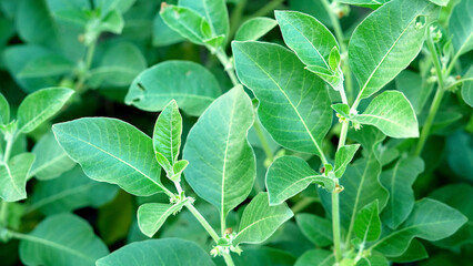 Fototapeta na wymiar Withania somnifera plant known as Ashwagandha. Indian ginseng herbs, poison gooseberry