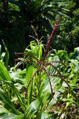 Vertical shot of red corn plant with long leaves in a plantation on a sunny day