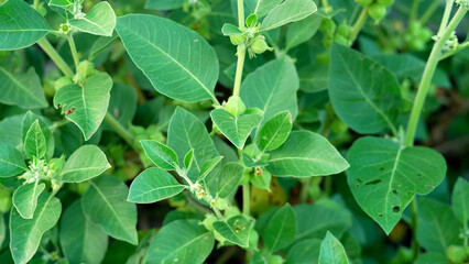 Withania somnifera plant known as Ashwagandha. Indian ginseng herbs, poison gooseberry