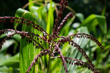 Closeup shot of a red corn plant with long leaves on a plantation on a sunny day