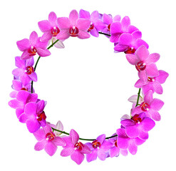Frame made of pink orchid flowers isolated on transparent background, PNG.