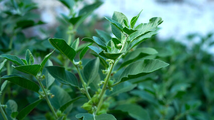 Withania somnifera plant known as Ashwagandha. Indian ginseng herbs, poison gooseberry