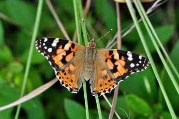 Obraz premium ヒメアカタテハ