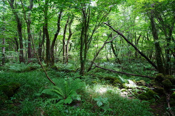 Fototapeta premium fern and old trees in primeval forest