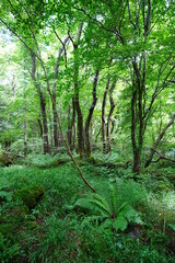 fern and old trees in primeval forest