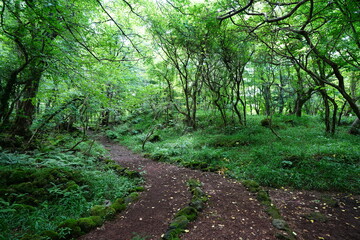 beautiful wild forest with path