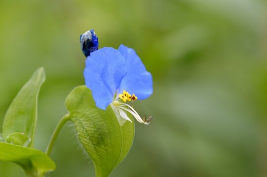 つゆ草 の画像 1 0 件の Stock 写真 ベクターおよびビデオ Adobe Stock