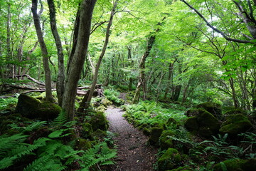 summer path in the gleaming sunlight