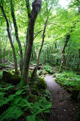 summer path in the gleaming sunlight