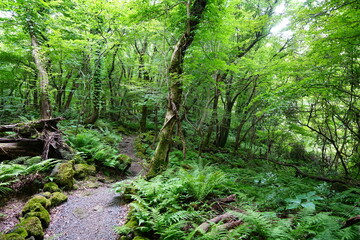 summer path through mossy trees and rocks
